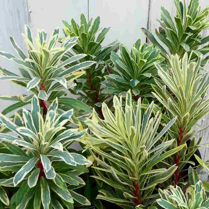 Amazon | ユーフォルビア 苗 シルバースワン 3.5号 カラーリーフ